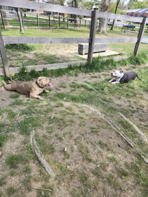 Burdick Bark Dog Park