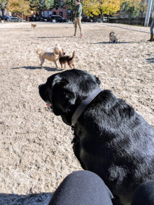 Canton Dog Park