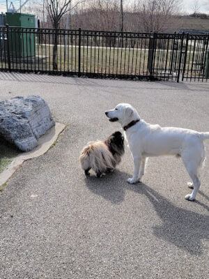 Latrobe Dog Park