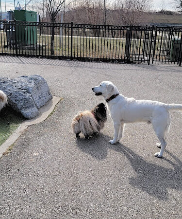 Latrobe Dog Park