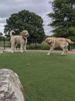Patterson Dog Park
