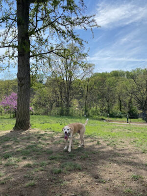 Paw Point Dog Park