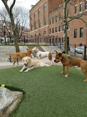 Howard Street Dog Park