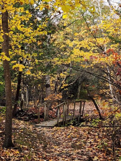 Bangor Dog Park - Bangor,