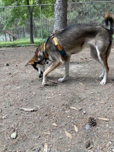 Bangor Dog Park - Bangor,