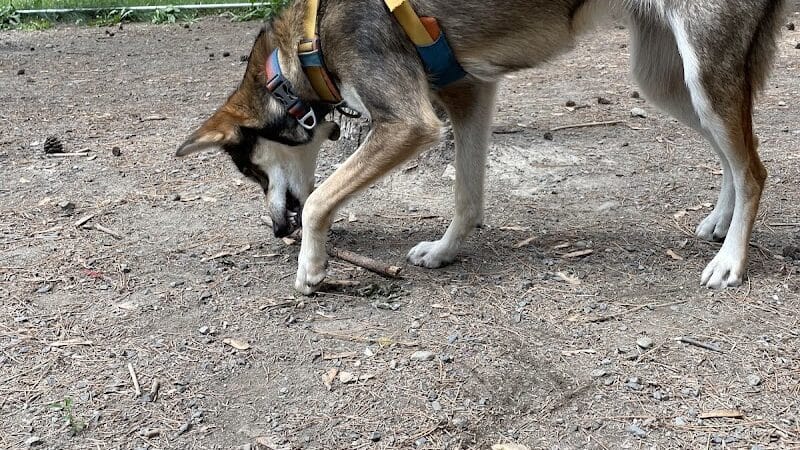 Bangor Dog Park - Bangor,