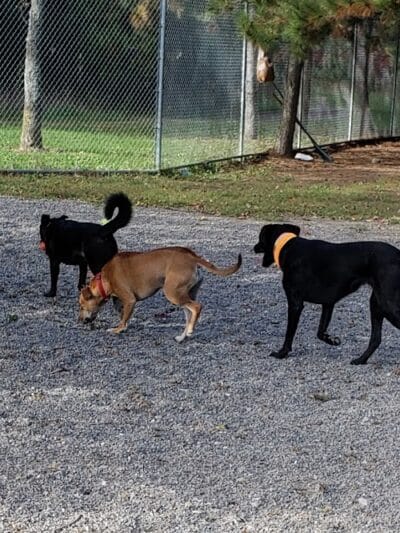 Bangor Dog Park - Bangor,
