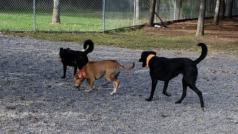 Bangor Dog Park - Bangor,