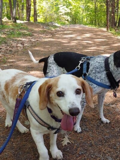 Bangor Dog Park - Bangor,