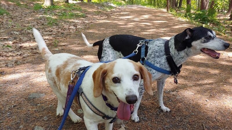 Bangor Dog Park - Bangor,