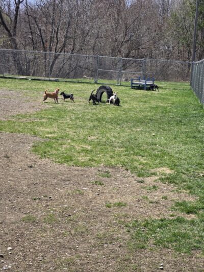 Bangor Dog Park - Bangor,