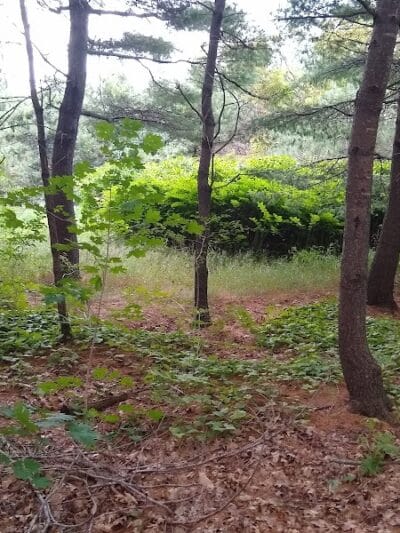 Bangor Dog Park - Bangor,