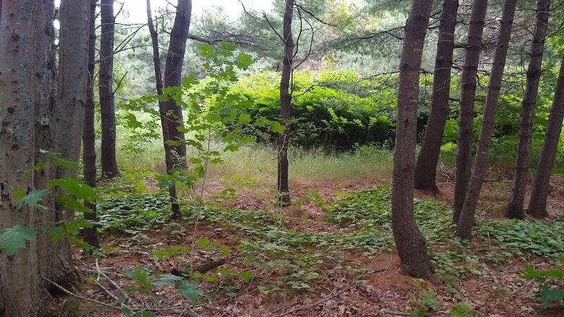 Bangor Dog Park - Bangor,