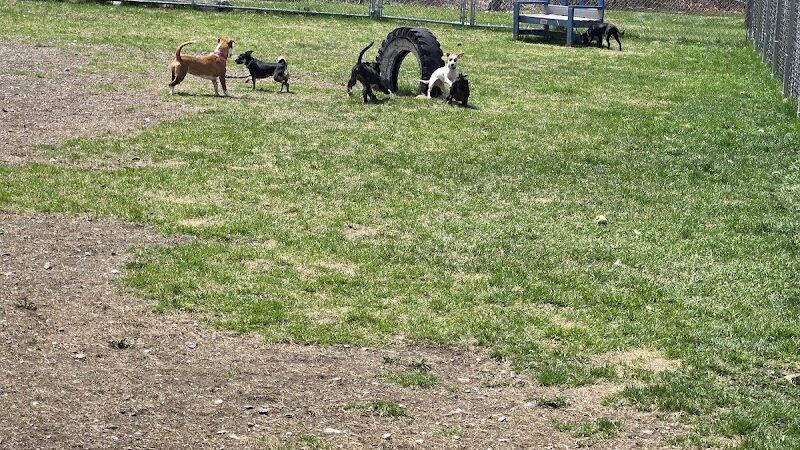 Bangor Dog Park - Bangor,