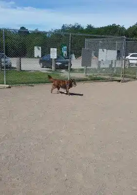 Bangor Dog Park