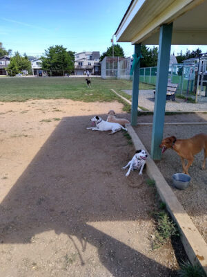 Barnegat Light Dog Park