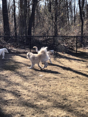 Barrington Dog Park
