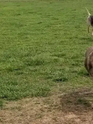 Cooper Dog Park