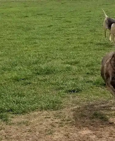 Cooper Dog Park - Bartlesville, OK