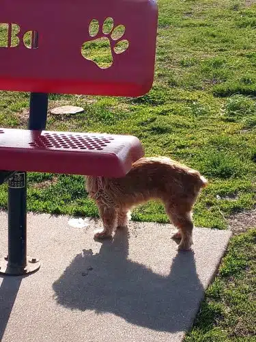 Cooper Dog Park - Bartlesville, OK