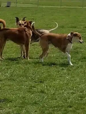 Cooper Dog Park