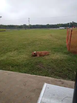 Cooper Dog Park