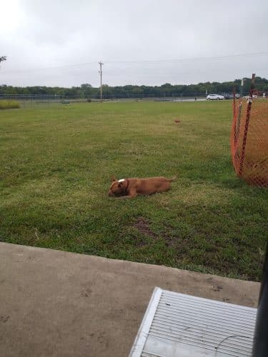 Cooper Dog Park - Bartlesville, OK