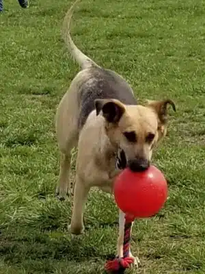Cooper Dog Park