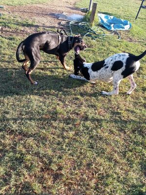 Bastrop Bark Park