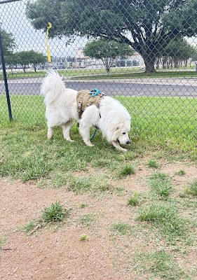 Bastrop Bark Park