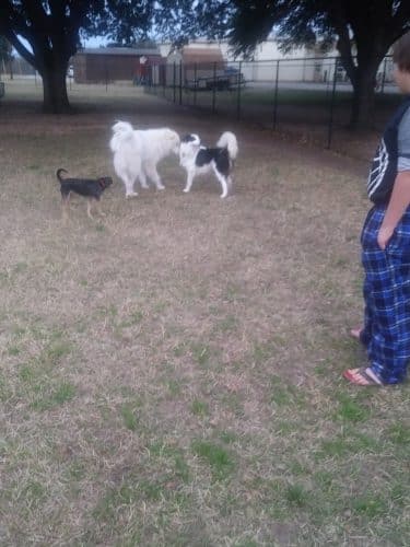 Bastrop Bark Park
