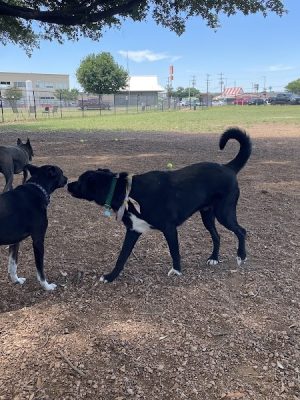Bastrop Bark Park