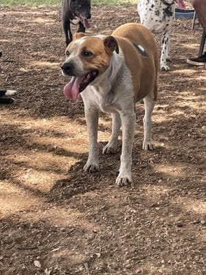 Bastrop Bark Park