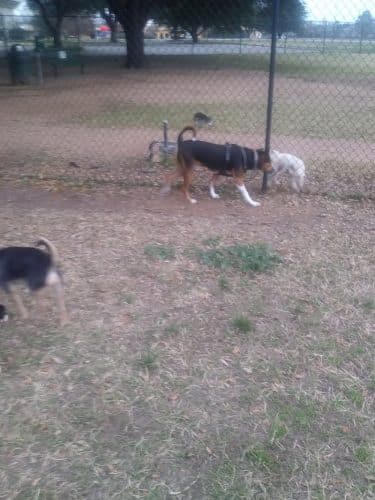 Bastrop Bark Park