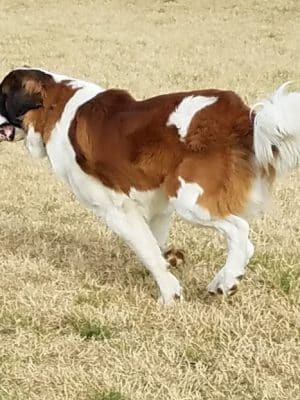 Bastrop Bark Park