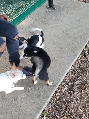 Bastrop Bark Park
