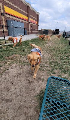 Dog Park at Love’s Travel Stops