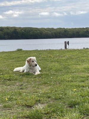 South End Dog Park