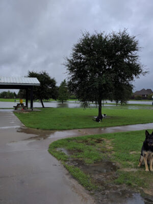 Dog Park at Burbank Park