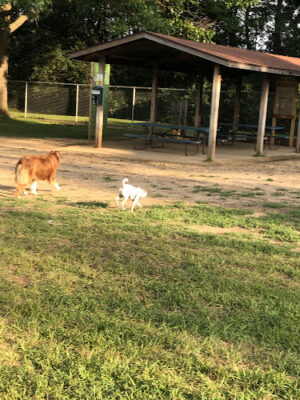 Home Run Dog Park