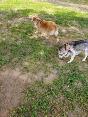 Bailey Park
