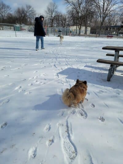 Bay County Dog Park - Bay City, MI