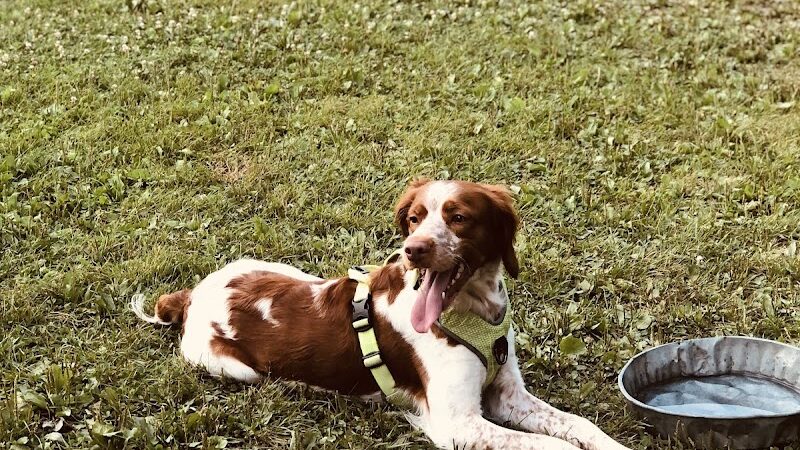Bay County Dog Park - Bay City, MI