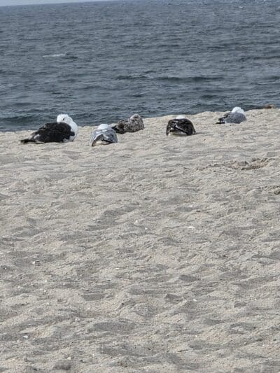 Robert Moses State Park Field 5 - Bay Shore, NY