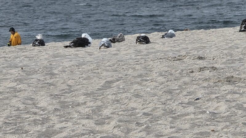 Robert Moses State Park Field 5 - Bay Shore, NY