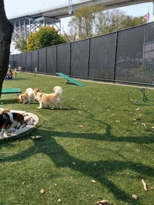 Sgt. Vincent J. Olivia Mini Dog Park