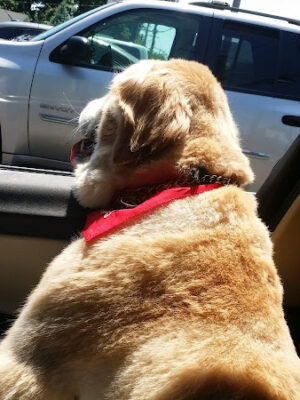 Carol's Pet Grooming Salon