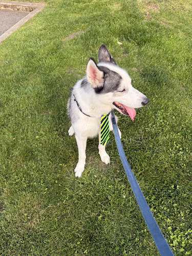 Shagget Pet Grooming