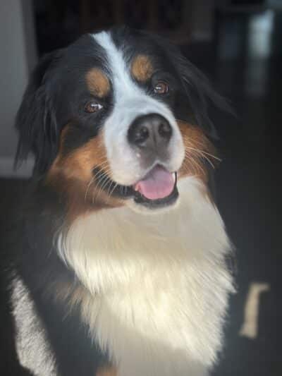 Shagget Pet Grooming - Bayport, NY