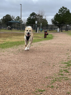 Baytown Bark Park